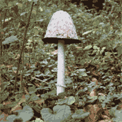 Ein Mnnlein steht im Walde. Lassen wir ihn doch einfach dort stehen.