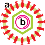 Abb. 1 | Hepatitis B-Virus (HBV)