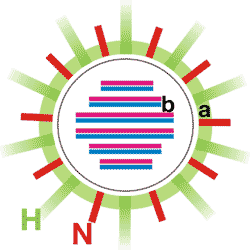 Abb. 3 | Influenza-Virus