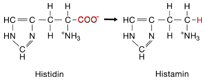 Abb. 5 | Histidin, Histamin.